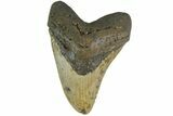Fossil Megalodon Tooth - North Carolina #158195-1